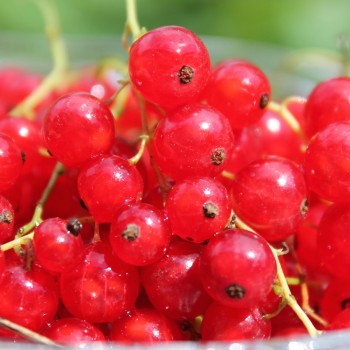 Johannisbeere Rote Vierländer (Pflanze)