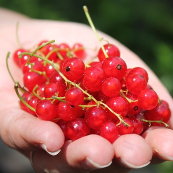 Johannisbeere Rote Vierländer (Pflanze)
