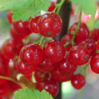 Johannisbeere Roxby Red (Pflanze)