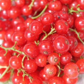 Johannisbeere Roxby Red (Pflanze)