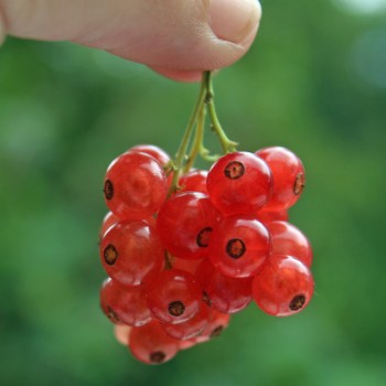 Johannisbeere Roxby Red (Pflanze)