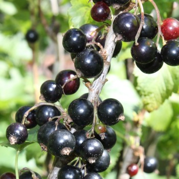 Johannisbeere Storklas  (Pflanze)