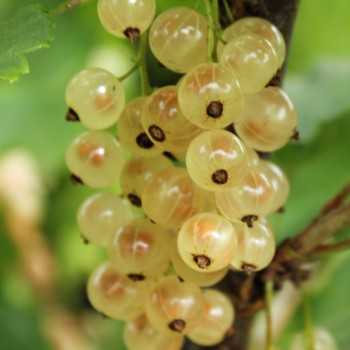 Johannisbeere Weiße aus Jüterbog (Pflanze)