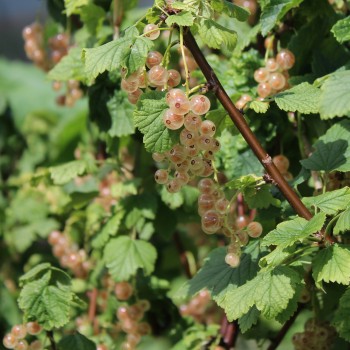 Johannisbeere Weiße Kirsch (Pflanze)