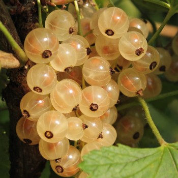 Johannisbeere Zitavia (Pflanze)