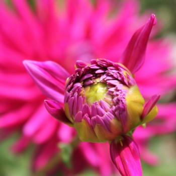 Dahlie Cactus Flowered Mix (Samen)