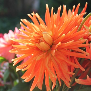 Dahlie Cactus Flowered Mix (Samen)