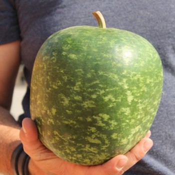 Kalebasse Apple (Samen)