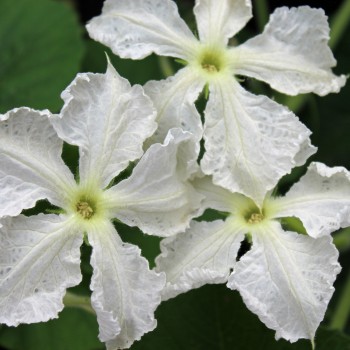 Kalebassenmix (Samen)