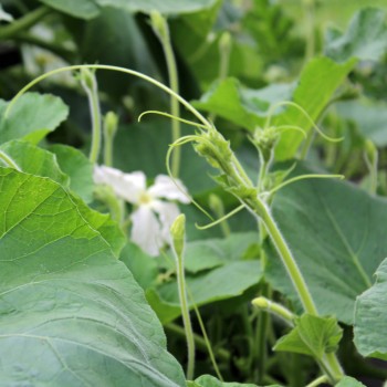 Kalebasse Großer Flaschenkürbis (Samen)