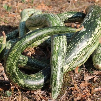 Kalebasse Snake Speckled (Samen)