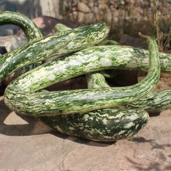 Kalebasse Snake Speckled (Samen)