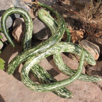 Kalebasse Snake Speckled (Samen)