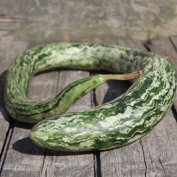 Kalebasse Snake Speckled (Samen)