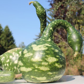 Kalebasse Speckled Swan (Samen)