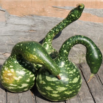 Kalebasse Speckled Swan (Samen)