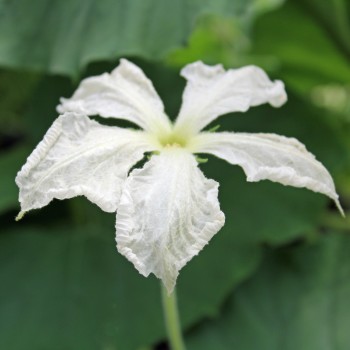 Kalebasse Speckled Swan (Samen)