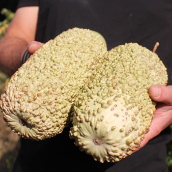 Kalebasse Verruqueuse de Maurice (Samen)