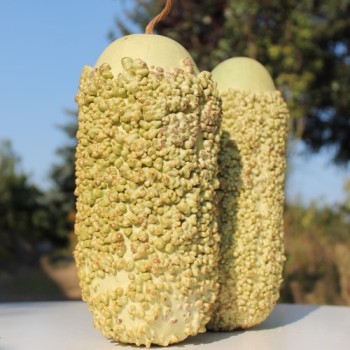 Kalebasse Verruqueuse de Maurice (Samen)