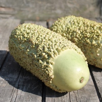 Kalebasse Verruqueuse de Maurice (Samen)