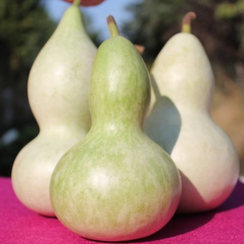 Kalebasse Xiaohulu (Samen)