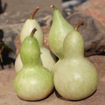 Kalebasse Xiaohulu (Samen)
