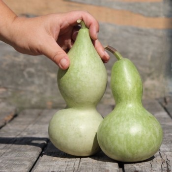 Kalebasse Xiaohulu (Samen)