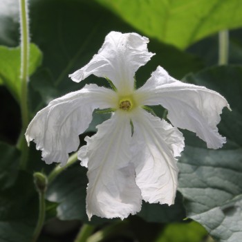 Kalebasse Xiaohulu (Samen)
