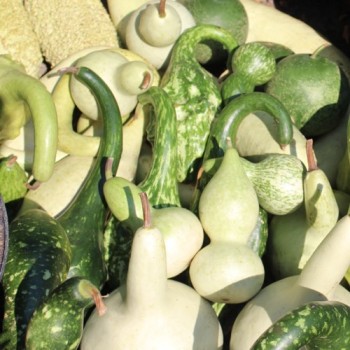 Kalebassenmix (Samen)