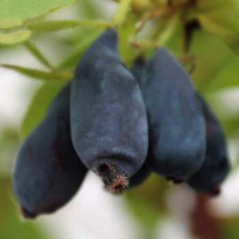Kamtschatkabeere - Sibirische Blaubeere Amfora (Pflanze)