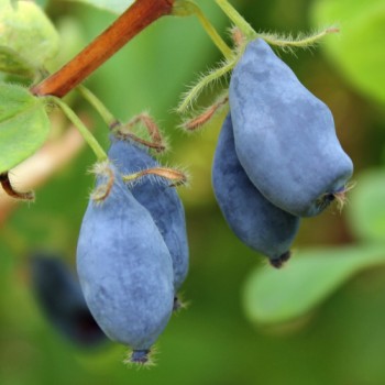 Kamtschatkabeere - Sibirische Blaubeere Amfora (Pflanze)