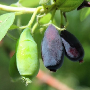 Kamtschatkabeere - Sibirische Blaubeere Amfora (Pflanze)