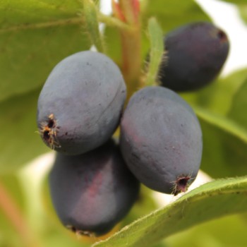 Kamtschatkabeere - Sibirische Blaubeere Brazowa (Pflanze)