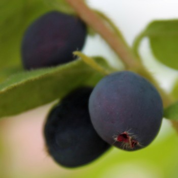 Kamtschatkabeere - Sibirische Blaubeere Brazowa (Pflanze)
