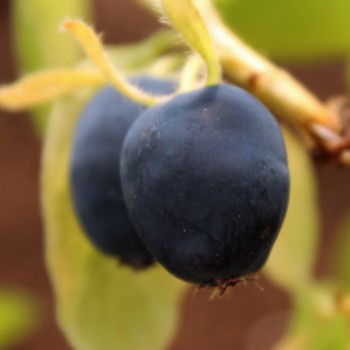 Kamtschatkabeere - Sibirische Blaubeere Brazowa (Pflanze)