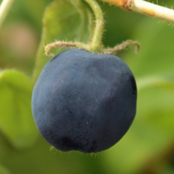 Kamtschatkabeere - Sibirische Blaubeere Brazowa (Pflanze)