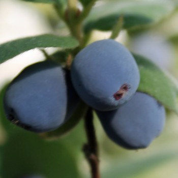 Kamtschatkabeere - Sibirische Blaubeere Brazowa (Pflanze)