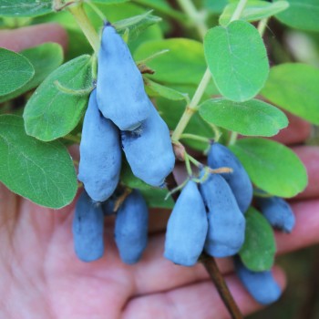 Kamtschatkabeere - Sibirische Blaubeere Czarna (Pflanze)