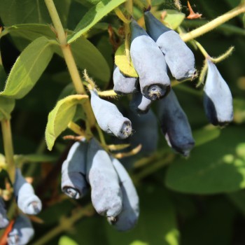 Kamtschatkabeere - Sibirische Blaubeere Czarna (Pflanze)
