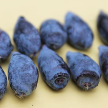 Kamtschatkabeere - Sibirische Blaubeere Czarna (Pflanze)