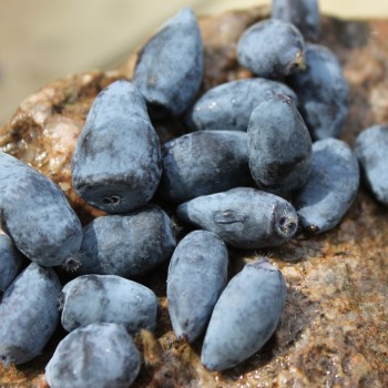 Kamtschatkabeere - Sibirische Blaubeere Czelabinka (Pflanze)