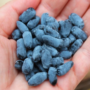 Kamtschatkabeere - Sibirische Blaubeere Dlinnoplodna (Pflanze)