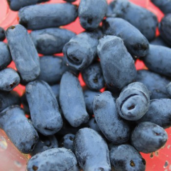 Kamtschatkabeere - Sibirische Blaubeere Dlinnoplodna (Pflanze)