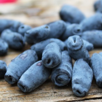 Kamtschatkabeere - Sibirische Blaubeere Dlinnoplodna (Pflanze)