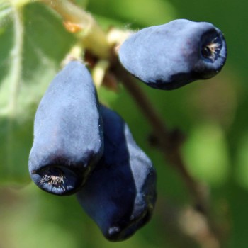 Kamtschatkabeere - Sibirische Blaubeere Lakomka (Pflanze)