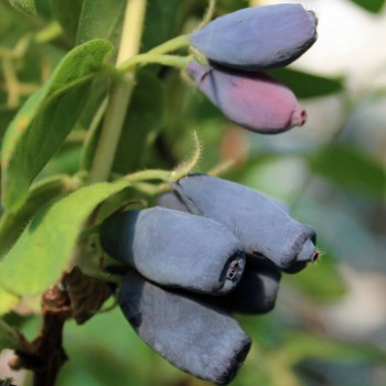 Kamtschatkabeere - Sibirische Blaubeere Lakomka (Pflanze)