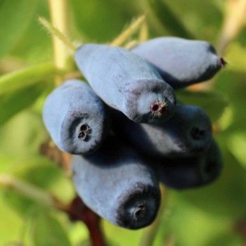 Kamtschatkabeere - Sibirische Blaubeere Lakomka (Pflanze)