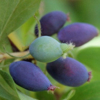 Kamtschatkabeere - Sibirische Blaubeere Leningradsky Velikan (Pflanze)