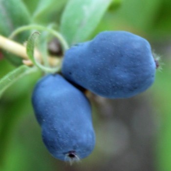 Sibirische Blaubeere Honigbeere Leningradsky Velikan Pflanze süße Kamtschatka-Beeren im Mai