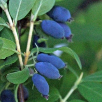 Kamtschatkabeere - Sibirische Blaubeere Leningradsky Velikan (Pflanze)